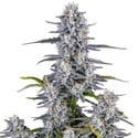 Super Boof Auto (FastBuds) Feminized