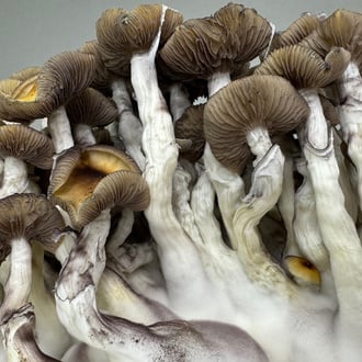 Zamnesia Ready-2-Grow Bag 'Golden Teacher'