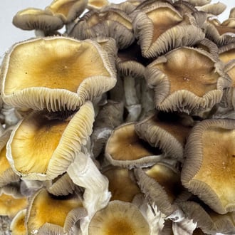 Zamnesia Ready-2-Grow Bag 'Golden Teacher'