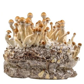 Zamnesia Ready-2-Grow Bag 'Golden Teacher'
