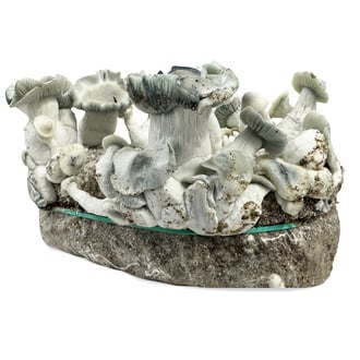Zamnesia Ready-2-Grow Bag 'APE'