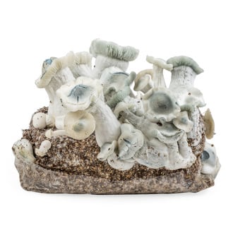 Zamnesia Ready-2-Grow Bag 'APE'