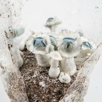 Zamnesia Ready-2-Grow Bag 'APE'