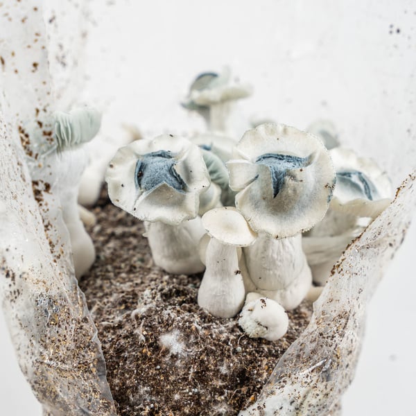 Zamnesia Ready-2-Grow Bag 'APE'