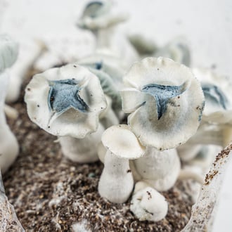 Zamnesia Ready-2-Grow Bag 'APE'