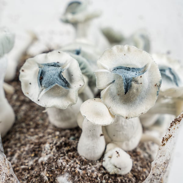 Zamnesia Ready-2-Grow Bag 'APE'