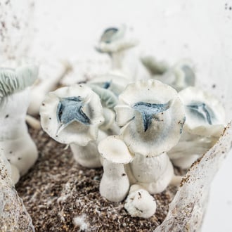 Zamnesia Ready-2-Grow Bag 'APE'