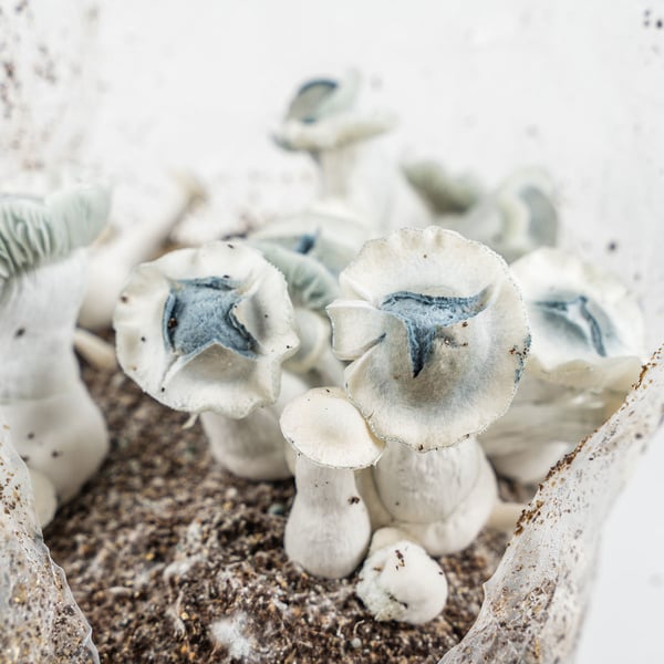 Zamnesia Ready-2-Grow Bag 'APE'