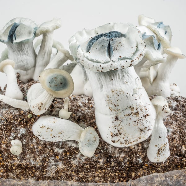 Zamnesia Ready-2-Grow Bag 'APE'