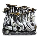 Zamnesia Ready-2-Grow Bag 'McKennaii' 
