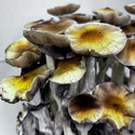 Zamnesia Ready-2-Grow Bag 'McKennaii' 