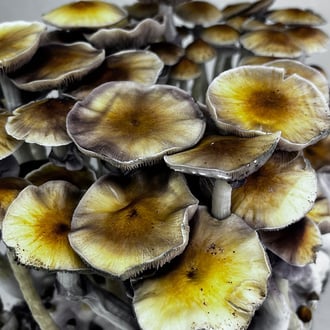 Zamnesia Ready-2-Grow Bag 'McKennaii' 