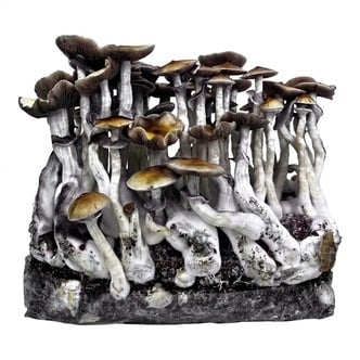 Zamnesia Ready-2-Grow Bag 'McKennaii' 