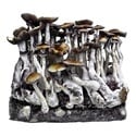 Zamnesia Ready-2-Grow Bag 'McKennaii' 