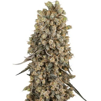 Atomic Blue Dream (Sensi Seeds) Feminized