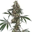 Chemberries (White Label) Feminized