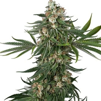 Fallout OG (White Label) Feminized