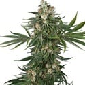 Fallout OG (White Label) Feminized