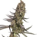 Vlad the Inhaler (White Label) Feminized