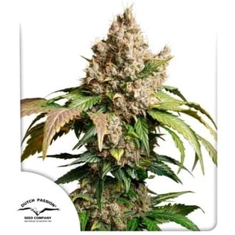Auto Red Tropicana Cookies (Dutch Passion) Feminized