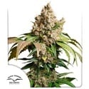 Auto Red Tropicana Cookies (Dutch Passion) Feminized
