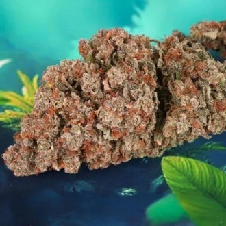 Auto Red Tropicana Cookies (Dutch Passion) Feminized