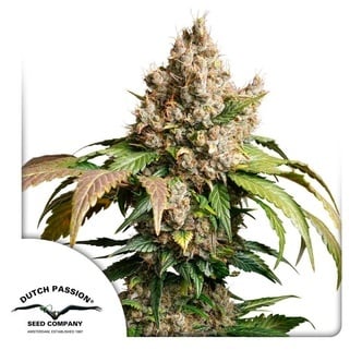 Auto Red Tropicana Cookies (Dutch Passion) Feminized