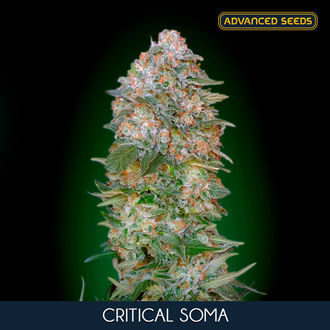 Critical Soma (Advanced Seeds) feminized