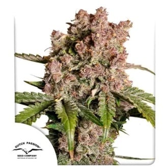 Auto Strawberry Soda (Dutch Passion) Feminized