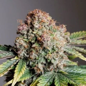 Auto Strawberry Soda (Dutch Passion) Feminized