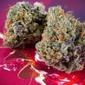 Auto Strawberry Soda (Dutch Passion) Feminized