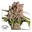 Auto Strawberry Soda (Dutch Passion) Feminized