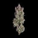 Shortcut (Happy Valley Genetics) Feminized