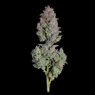 Easy Button Automatic (Happy Valley Genetics) Feminized