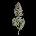 Easy Button (Happy Valley Genetics) Feminized