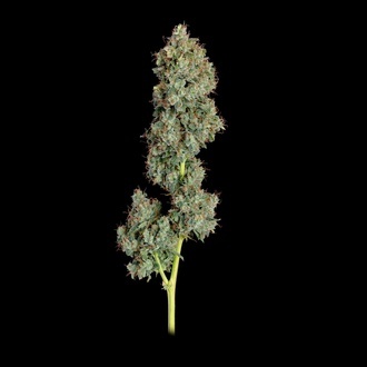 Everglades OG Automatic (Happy Valley Genetics) Feminized