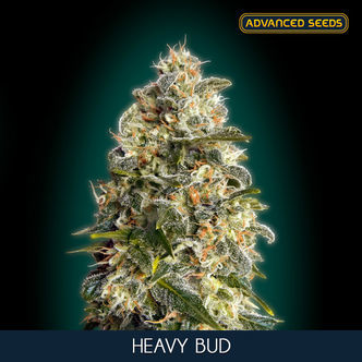 Heavy Bud (Advanced Seeds) feminized