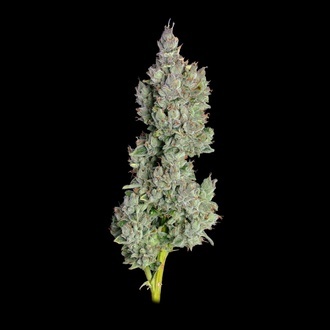 Pineapple Daddy Automatic (Happy Valley Genetics) Feminized