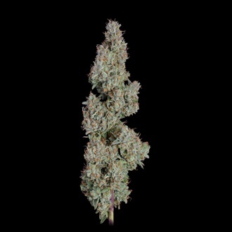 Pineapple Diesel Automatic (Happy Valley Genetics) Feminized