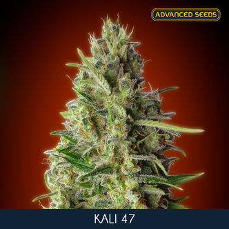 Kali 47 (Advanced Seeds) feminized