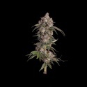 Game Over (Happy Valley Genetics) Feminized