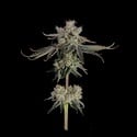 Sweet 16 (Happy Valley Genetics) Feminized