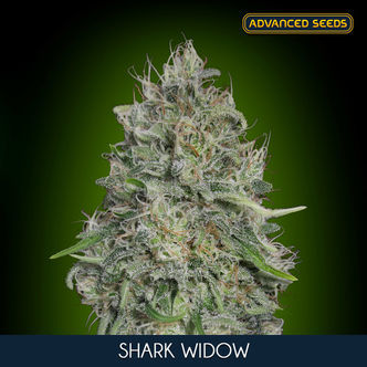 Shark Widow (Advanced Seeds) feminized