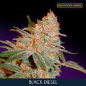 Black Diesel (Advanced Seeds) feminized