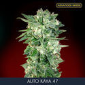 Auto Kaya 47 (Advanced Seeds) feminized