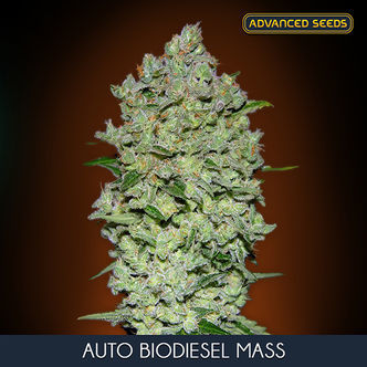 Auto Bio Diesel Mass (Advanced Seeds) feminized