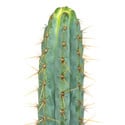 Echinopsis Cuzcoensis