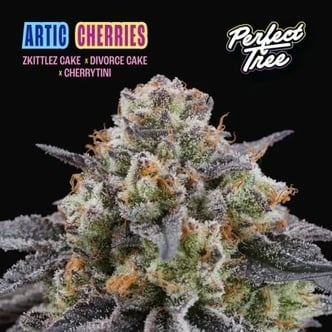 Arctic Cherries (Perfect Tree) Feminized