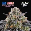 Arctic Cherries (Perfect Tree) Feminized