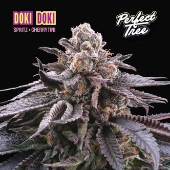 Doki Doki (Perfect Tree) Feminized